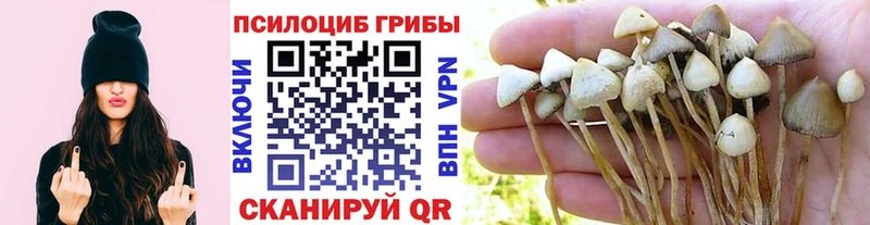 Псилоцибиновые грибы мицелий  где продают   Кукмор 